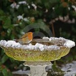 snow on bird bath